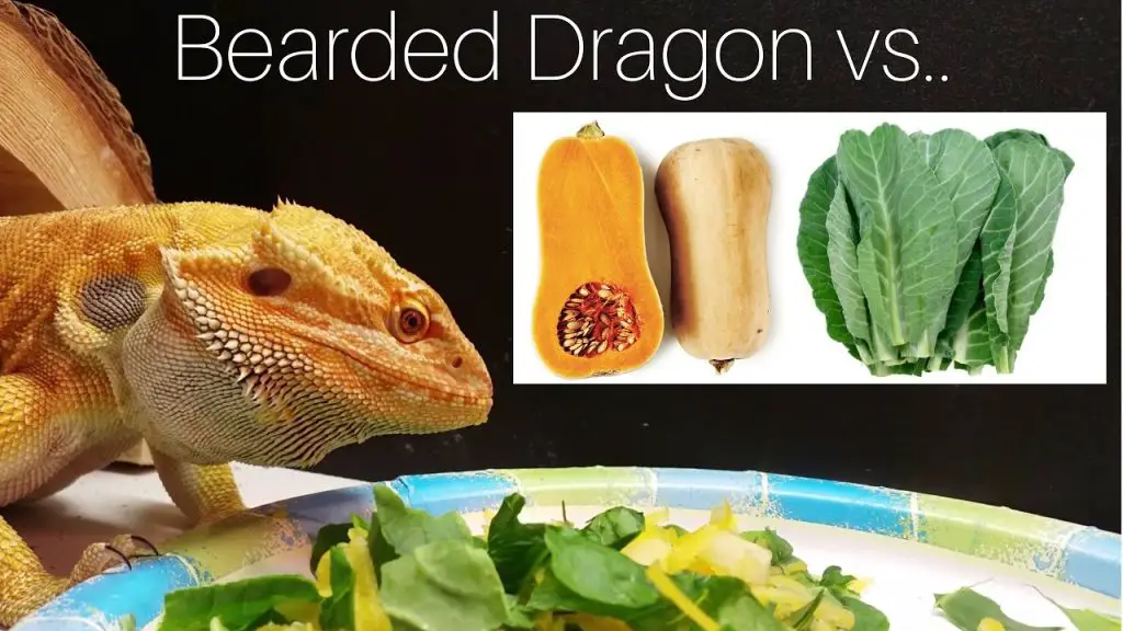 can bearded dragons eat raw butternut squash