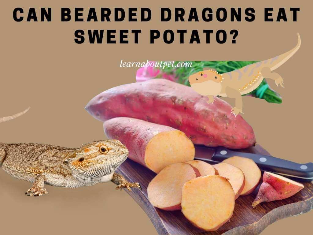 can bearded dragons eat sweet potato fries