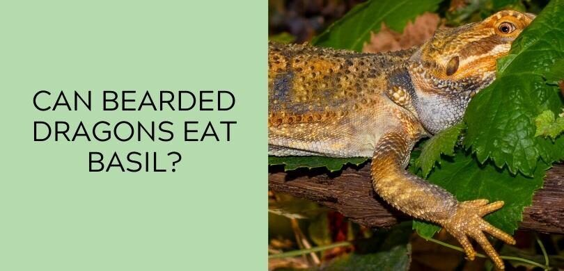 can bearded dragons eat tofu