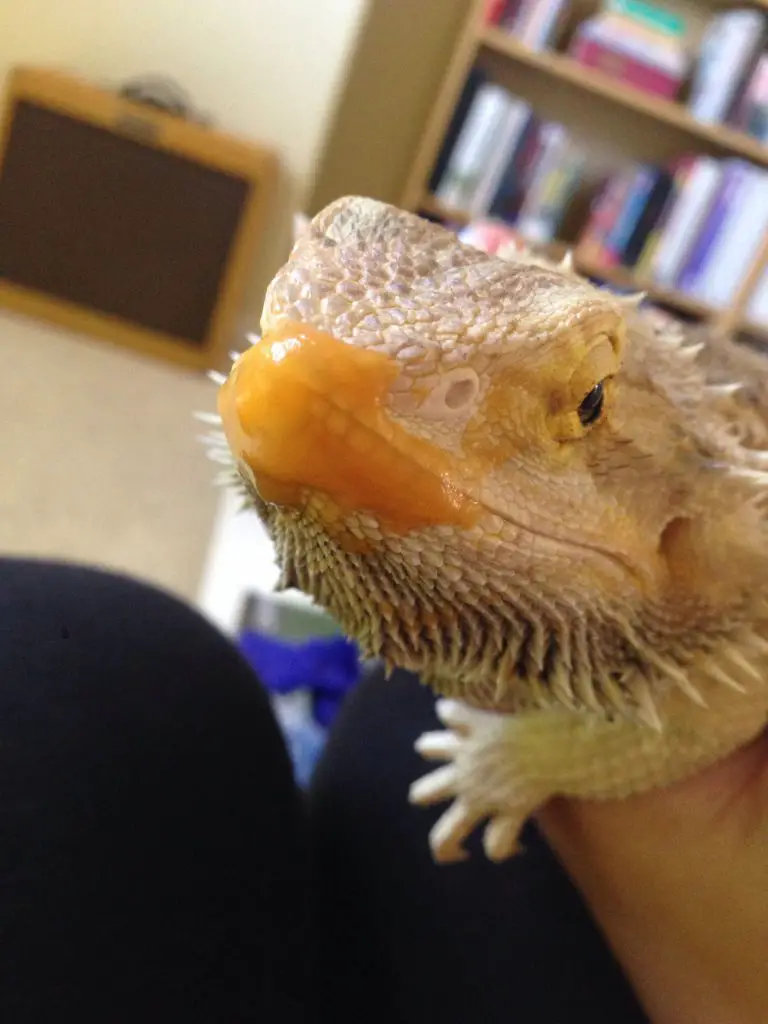 can i give my bearded dragon peanutbutter