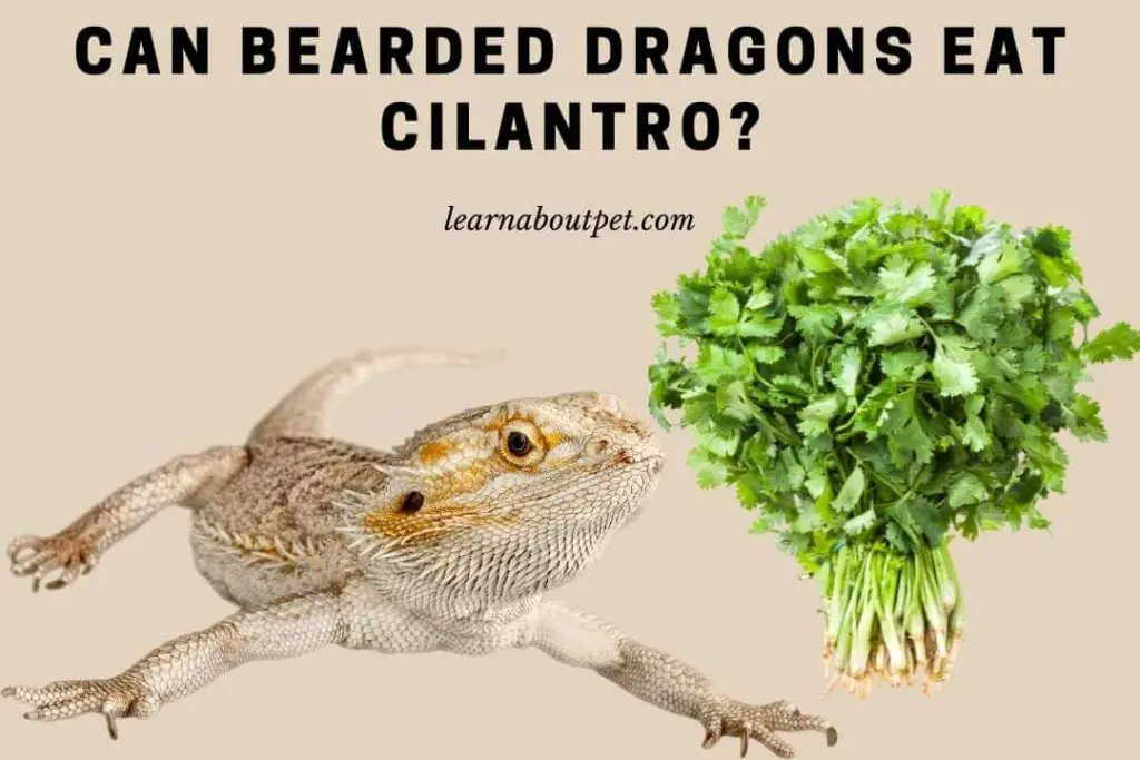 can my beardie eat cilantro