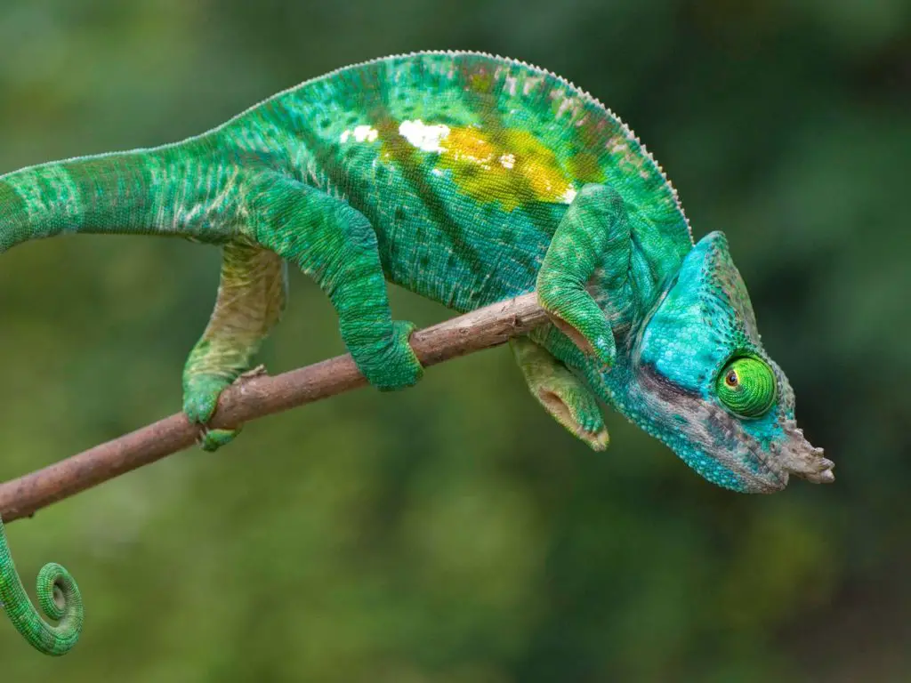 chameleon colors 4x3
