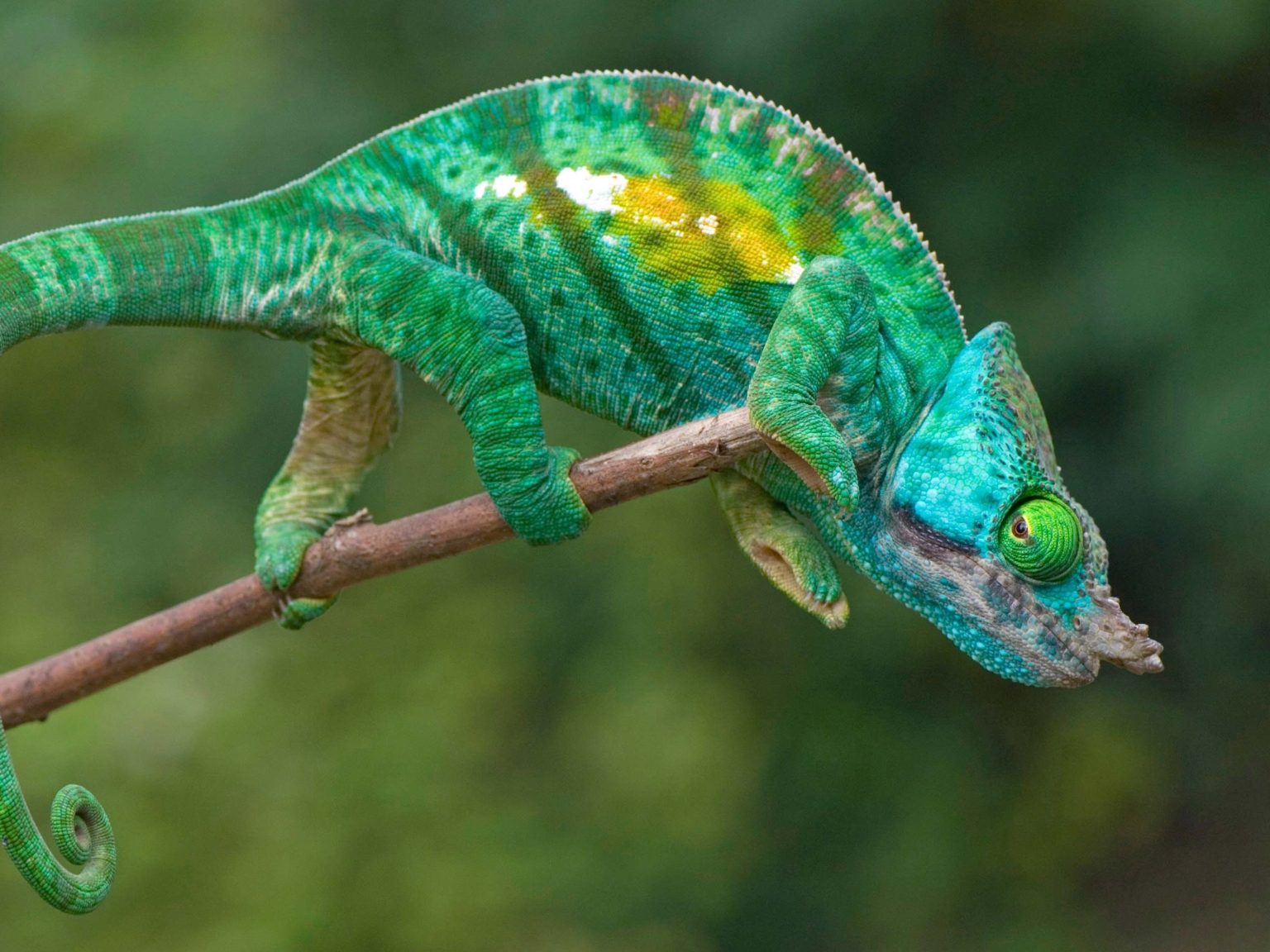 What Do Chameleons Look Like?