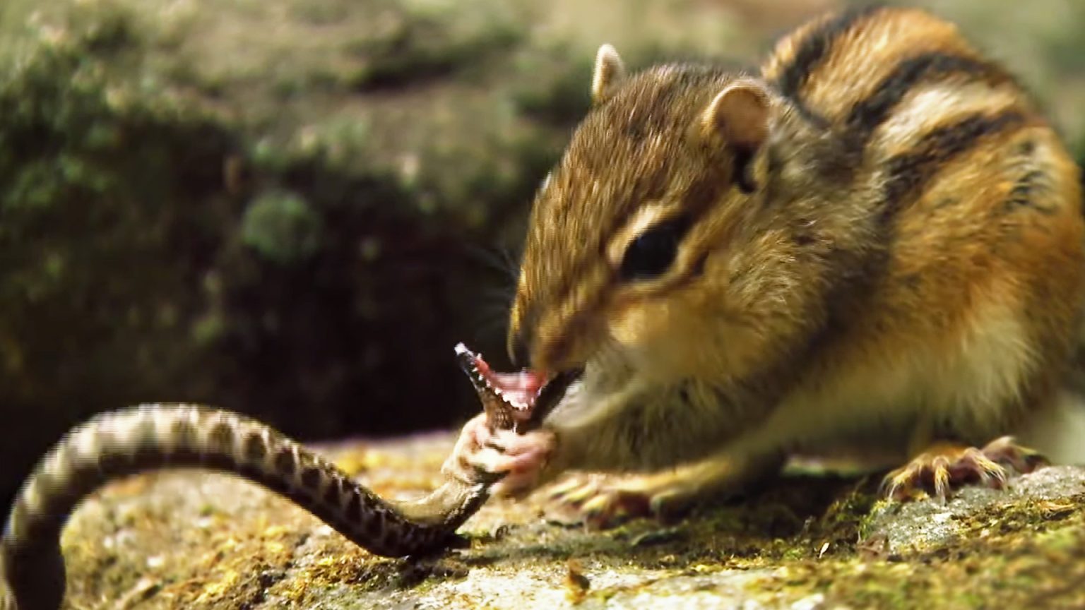 Do Snakes Eat Chipmunks?