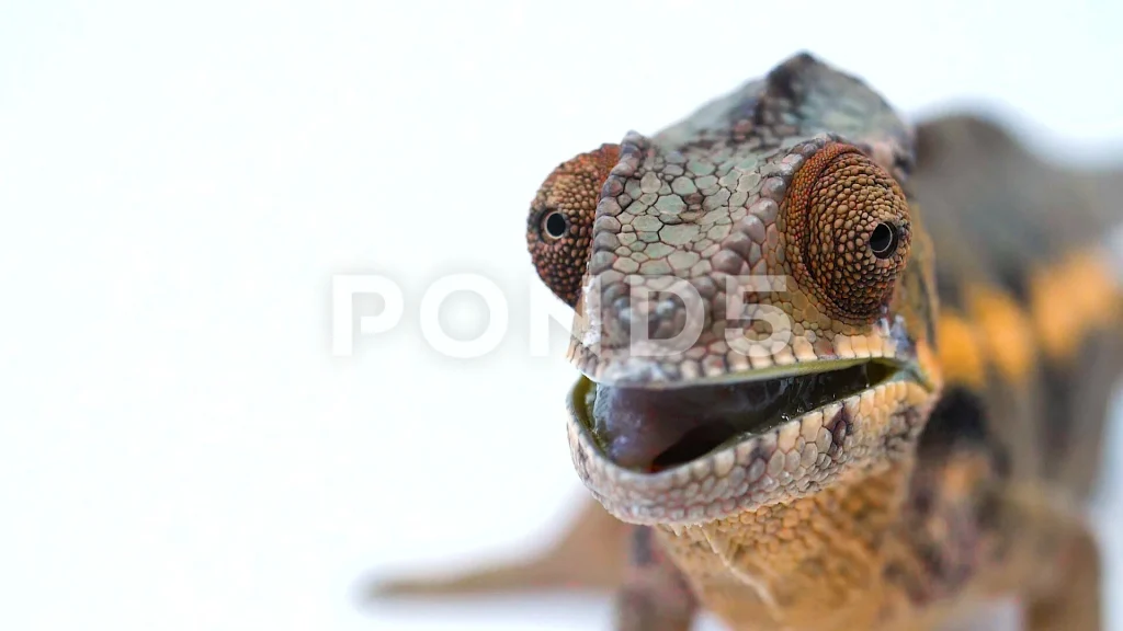 close slow motion chameleon licking footage 091827298 prevstill