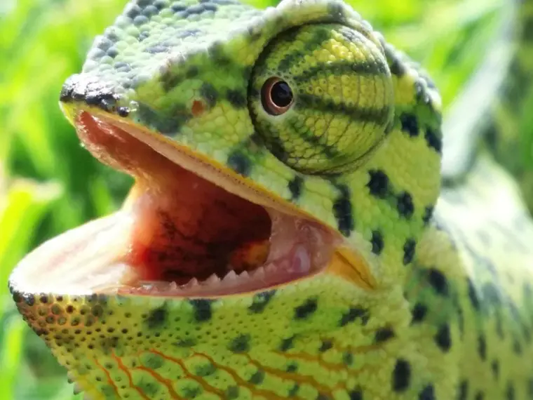 close up of chameleon with mouth open 760x570 1