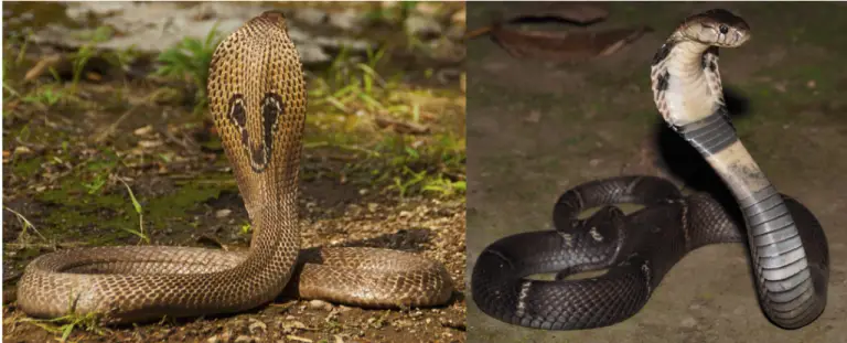 8 Fascinating Cobra Species And Subspecies