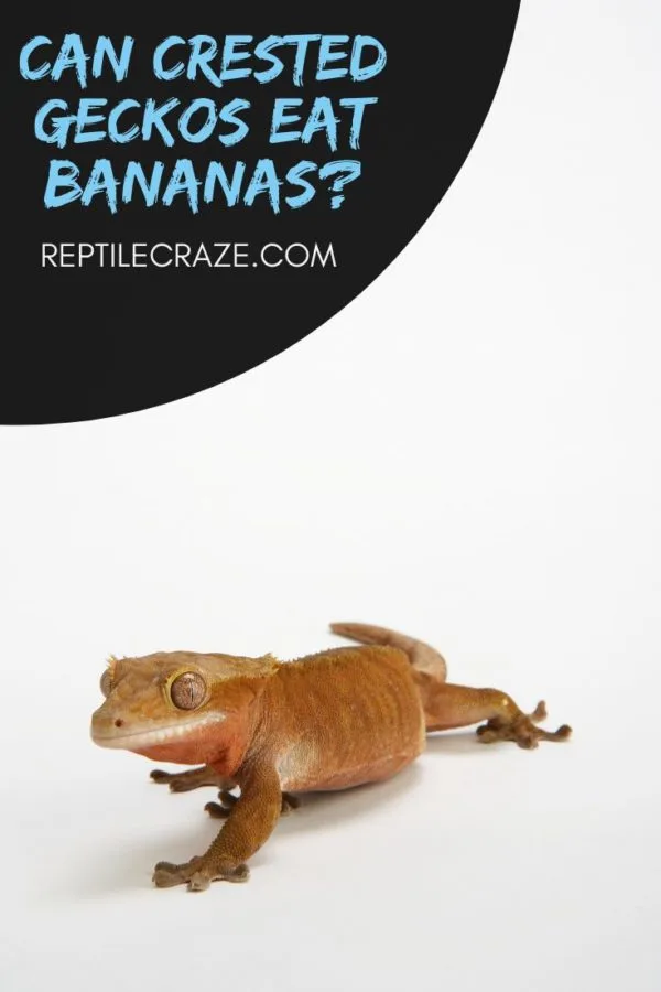 crested gecko banana.jpg