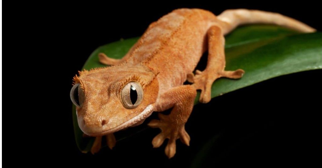 crested gecko isolated on black picture id153516614