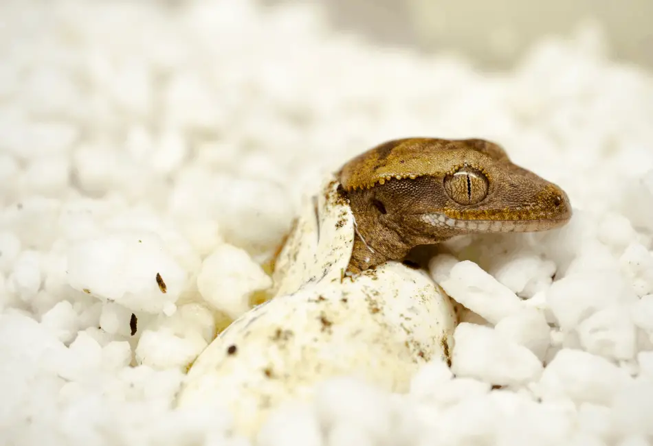 crested gecko laying eggs without male 2