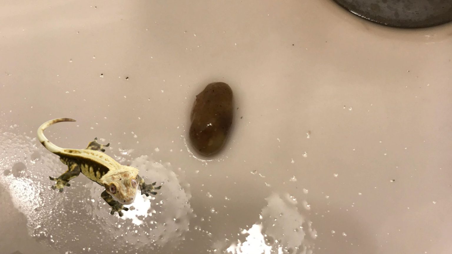 What Does Crested Gecko Poop Look Like?