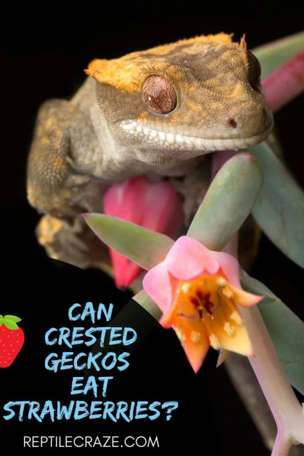crested gecko strawberries.jpg