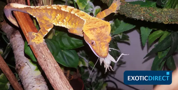 crested gecko insects jscent