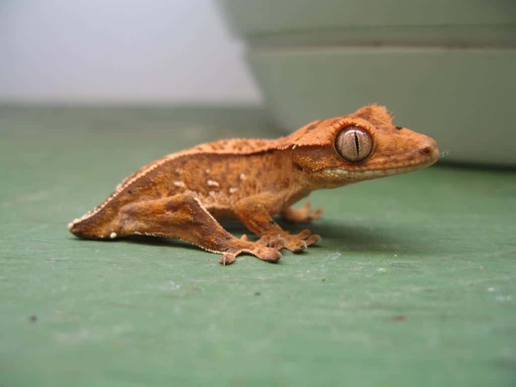 crestie dropped tail