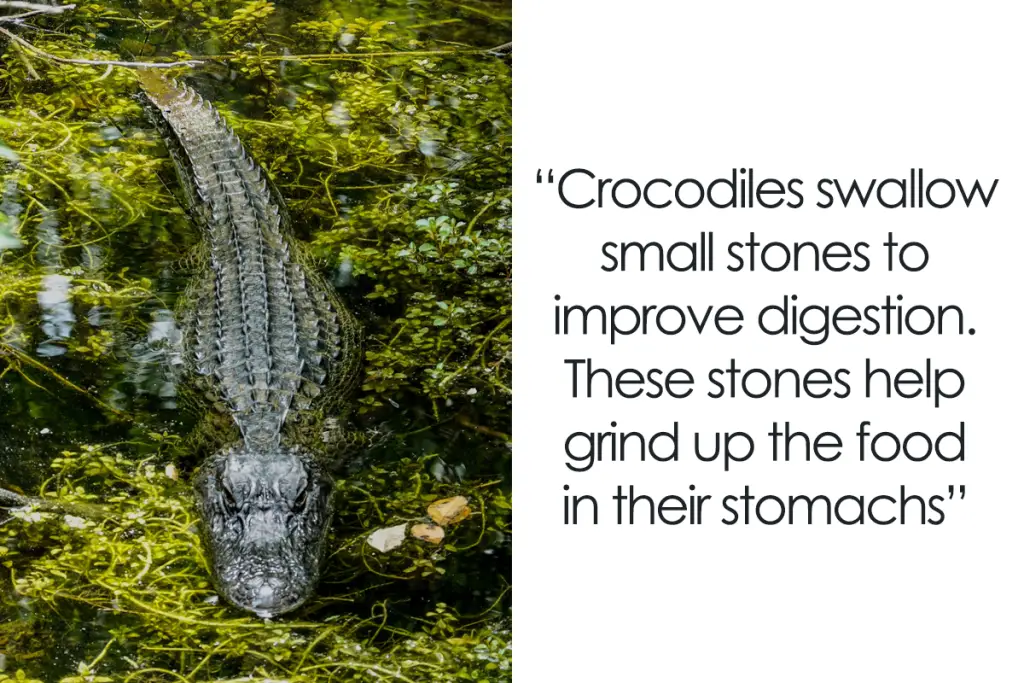 crocodile facts cover 800