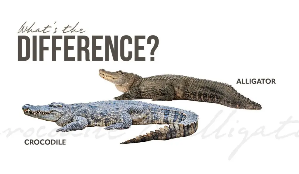 difference between crocodile alligator 2