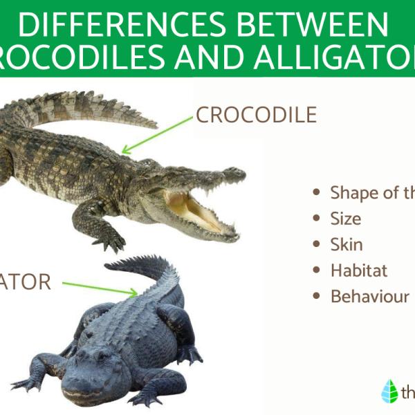 difference between crocodiles and alligators 31 600 square