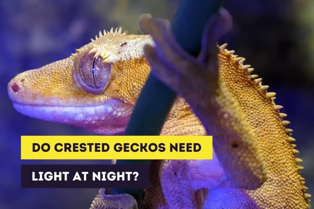 do crested geckos need light at night