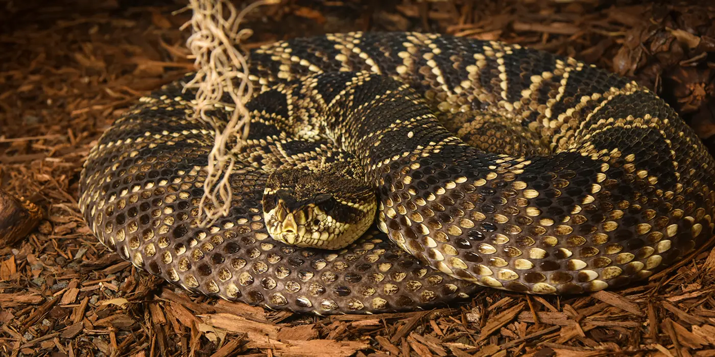 How Big Can A Eastern Diamondback Rattlesnake Get?