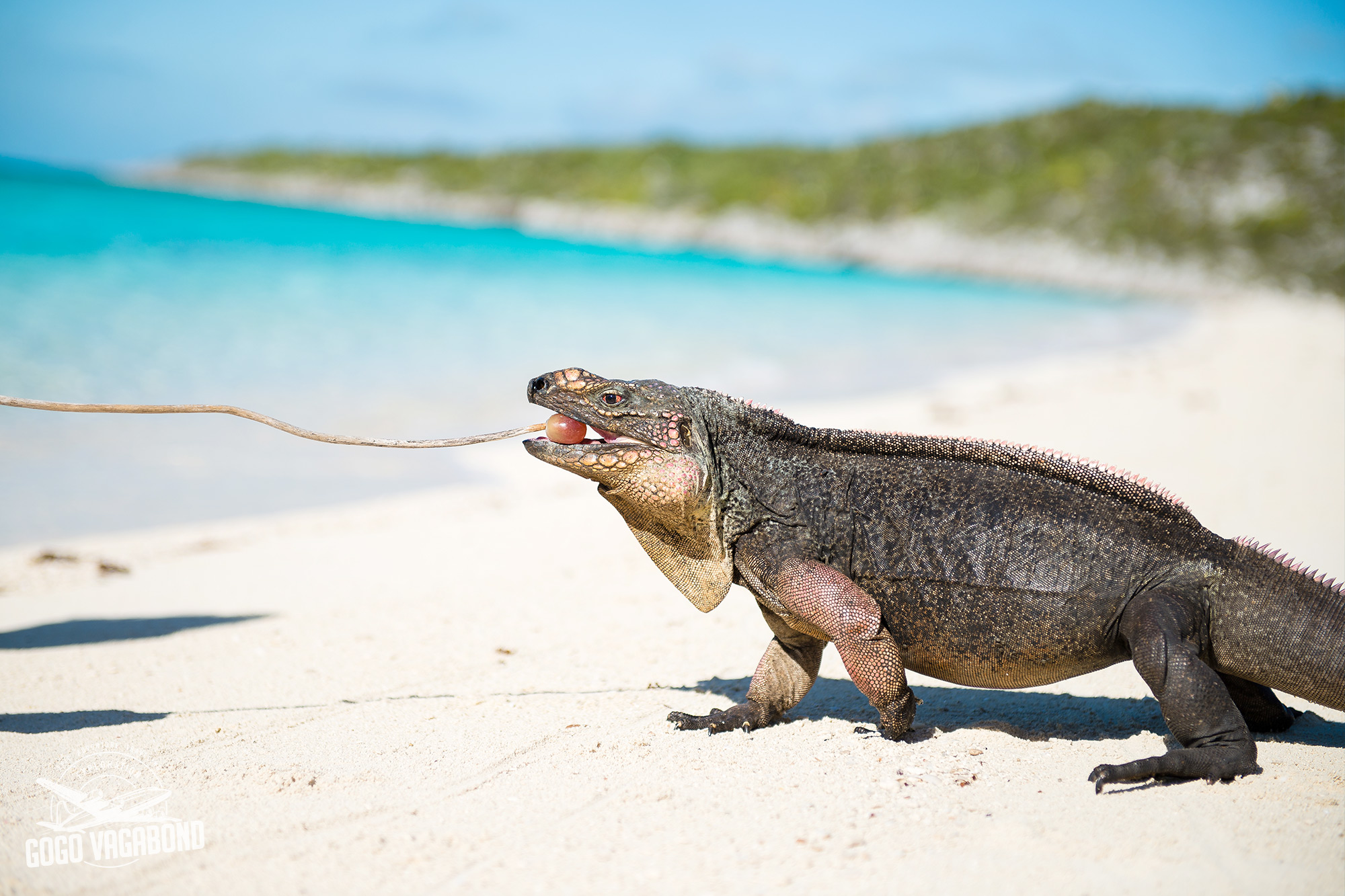 7 Things To Know About Exumas Allen's Cay Iguanas