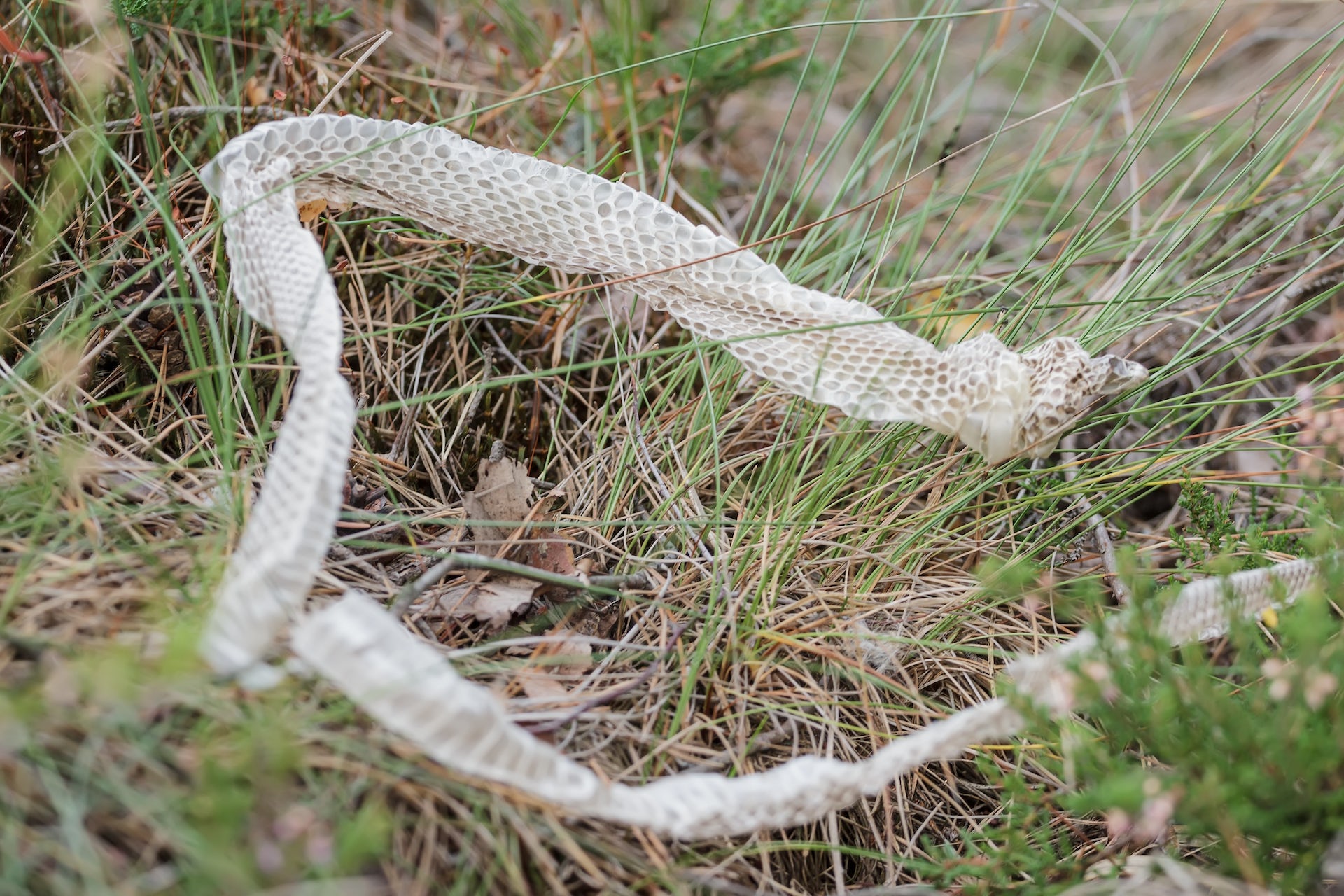 Do Rattlesnakes Shed Their Skin?