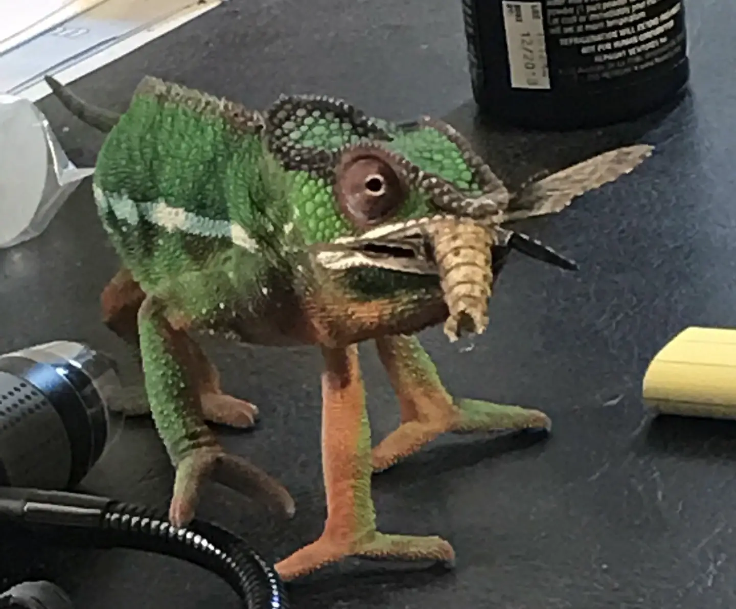 Can Chameleons Eat Moths?