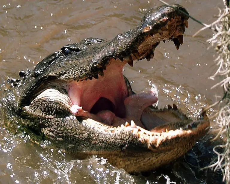 Does Alligator Eat Human?