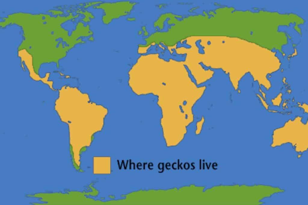 gecko map 3x2