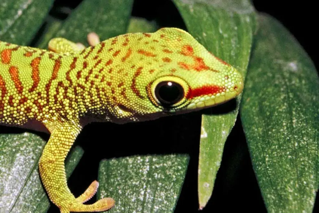 gecko tree closeup colorful crop 3x2