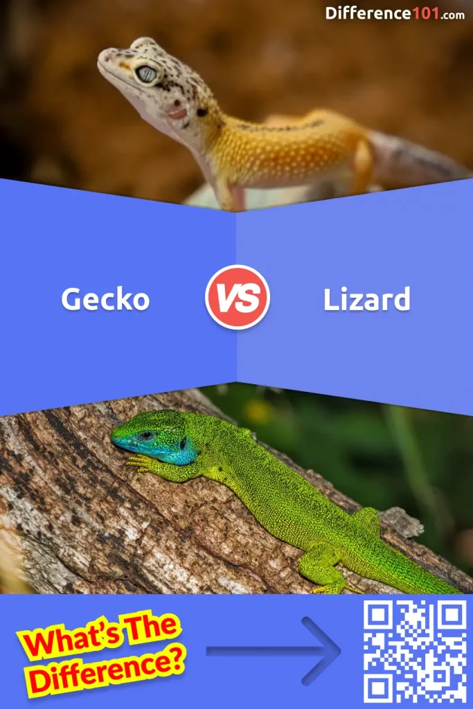 gecko vs lizard Featured Image gecko vs lizard English US