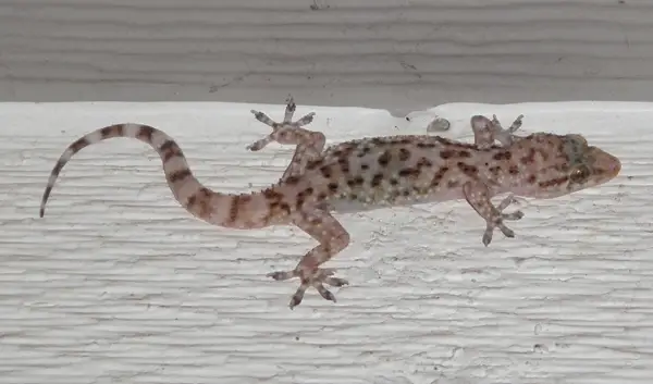 gecko1s