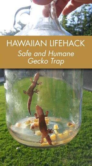 gecko trap