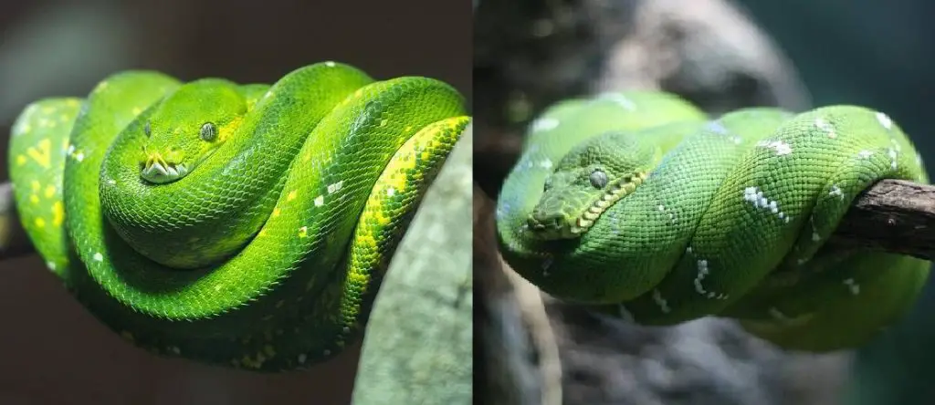 green tree python and emerald tree boa header