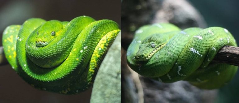 emerald-tree-boa-vs-green-tree-python-get-to-know-which-is-right-for-you