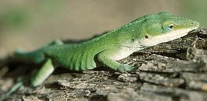 green anole36small