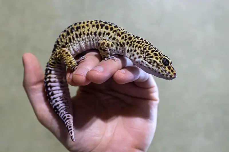 handling a tame leopard gecko