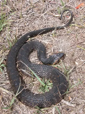 harmless snake flattened body