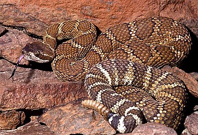 hern Pacific Rattlesnake Crotalus oreganus oreganus Deschutes River Canyon near Madras Central Oregon by Alan St. John