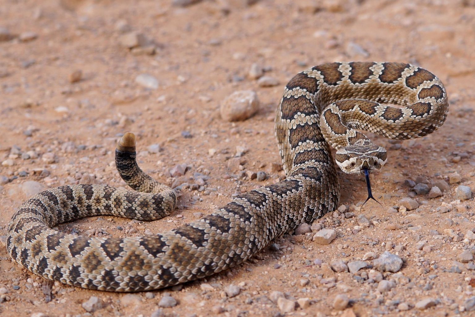 How Fast Is A Rattlesnake?