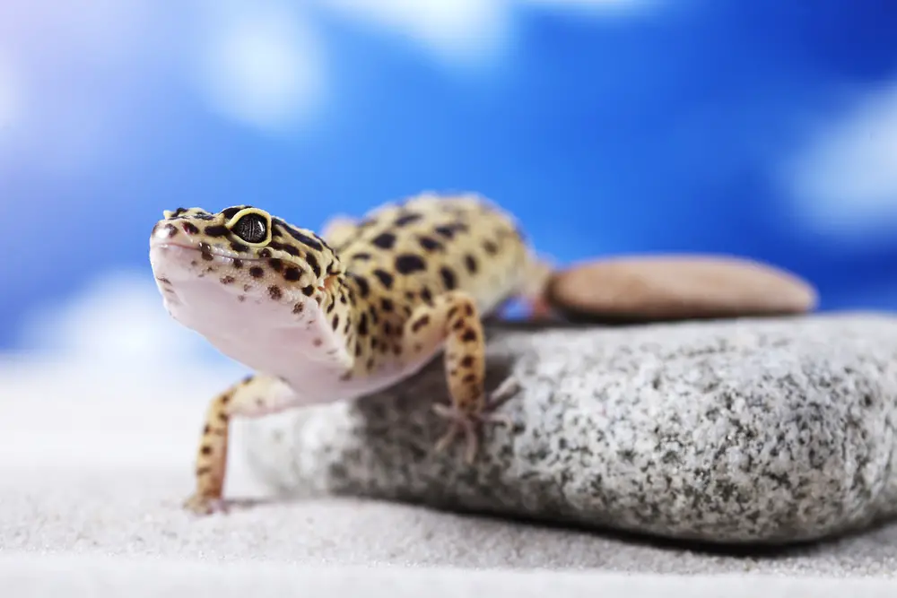how fast is a leopard gecko