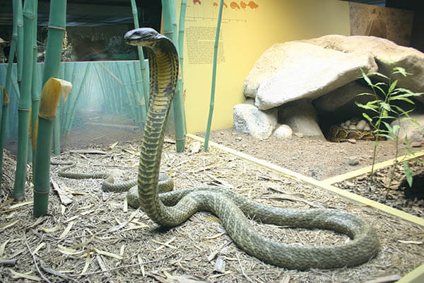 how long do king cobra live