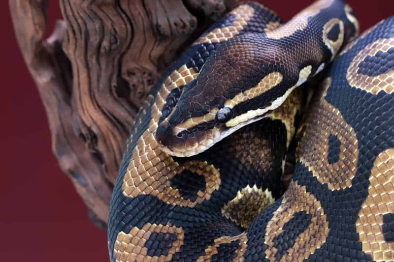 how smart are ball pythons body