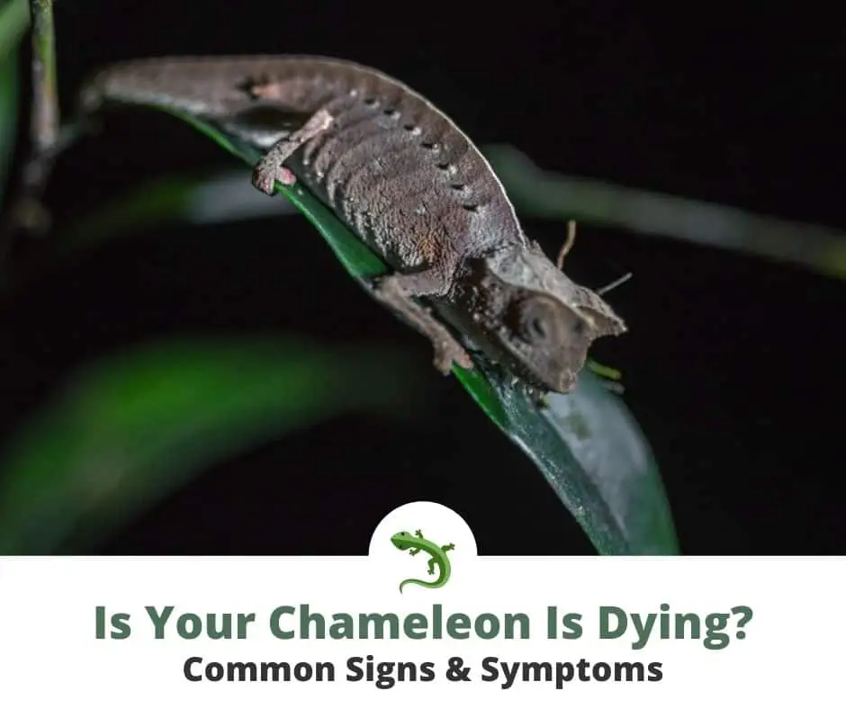 how to tell if your chameleon is dying