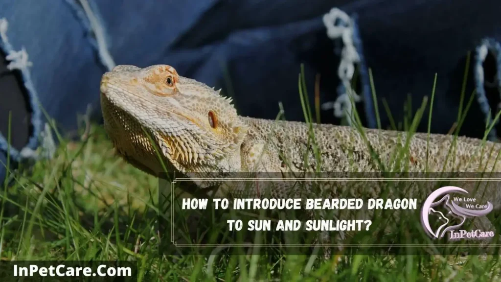 how long can a bearded dragon stay in the sun