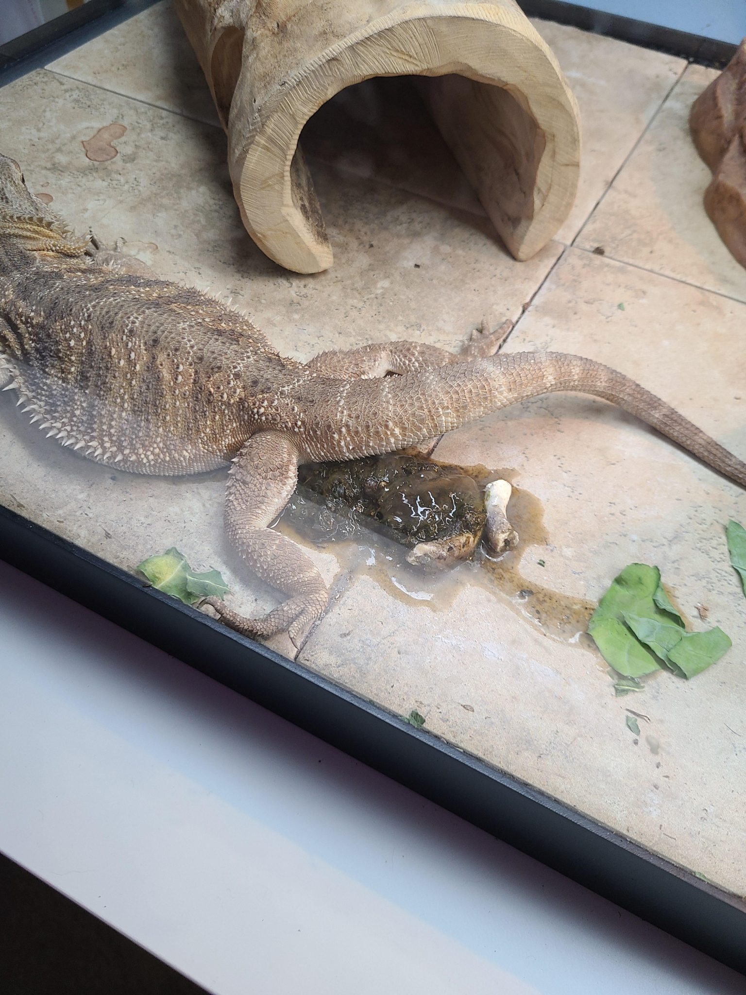 Bearded Dragon Runny Poop Not Eating