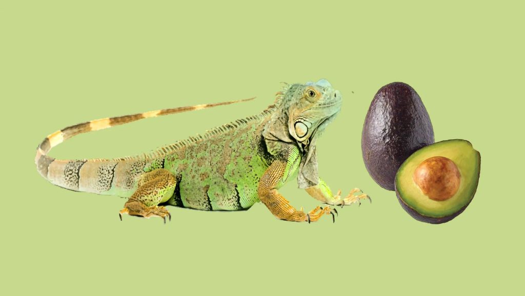 iguana avocado scaled 1