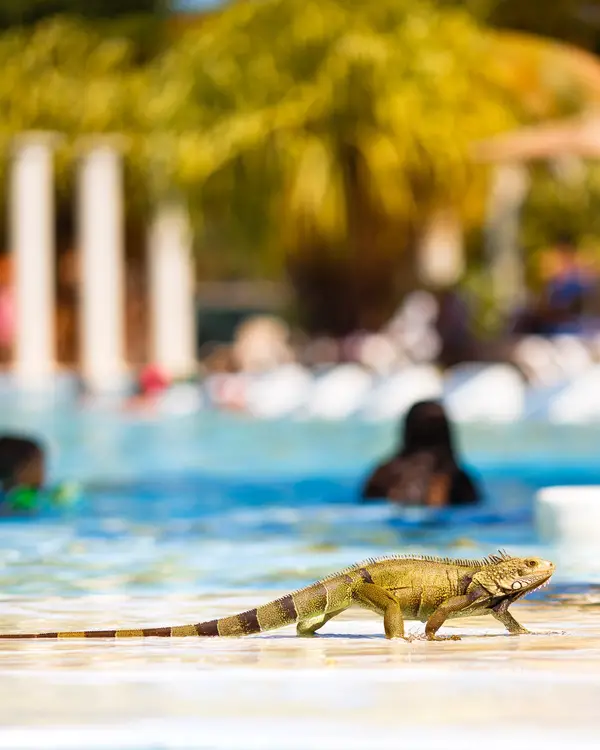 iguana by the pool