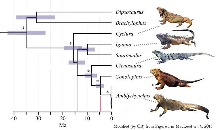 iguana cladogram