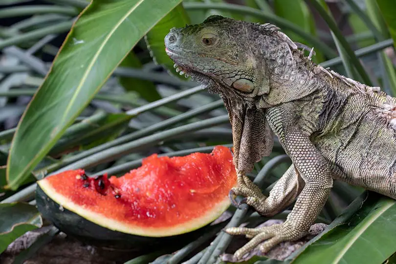 iguana eating watermelon shutterstock