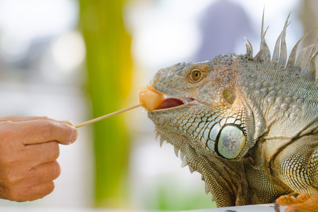 iguana eats melon